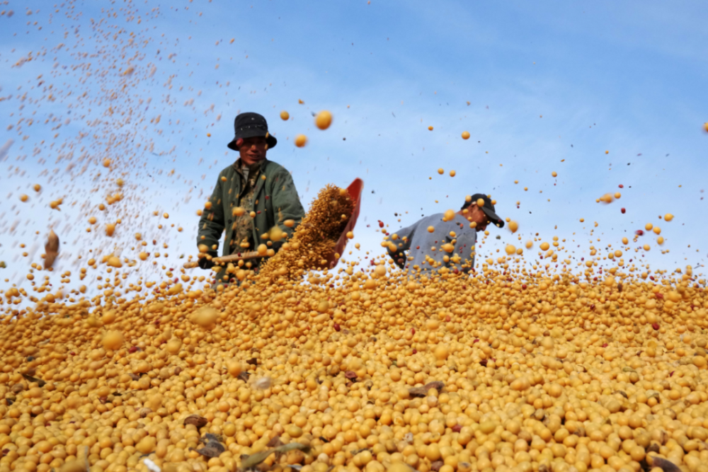 农民日报:种植粮食的成本正在上升。农民有钱赚吗？